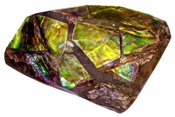 Iridescent Ammolite (Fossil Ammonite Shell) - Alberta #258301